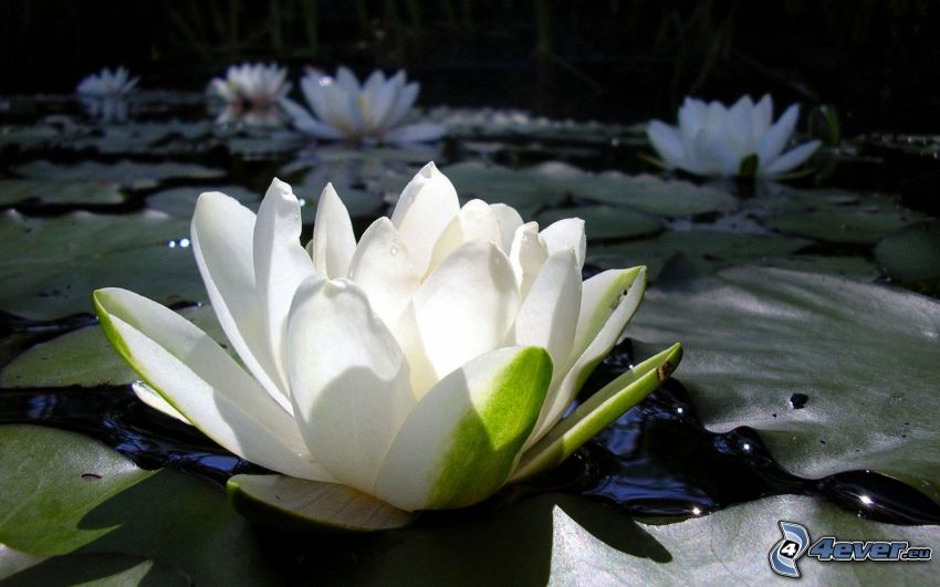 water lilies, white flowers