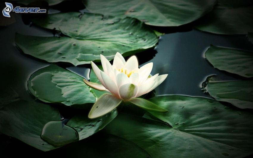 water lily, leaves, water