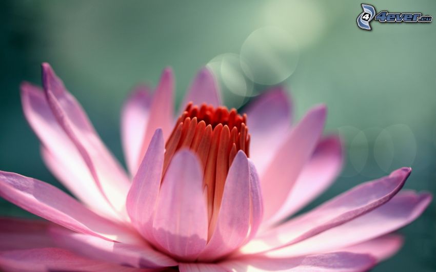 water lily, pink flower, macro