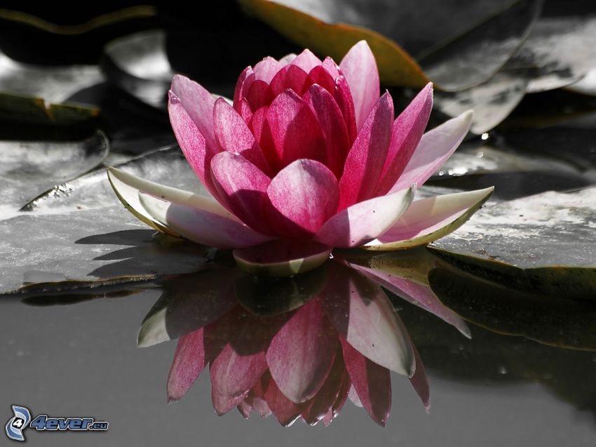 water lily, pink flower