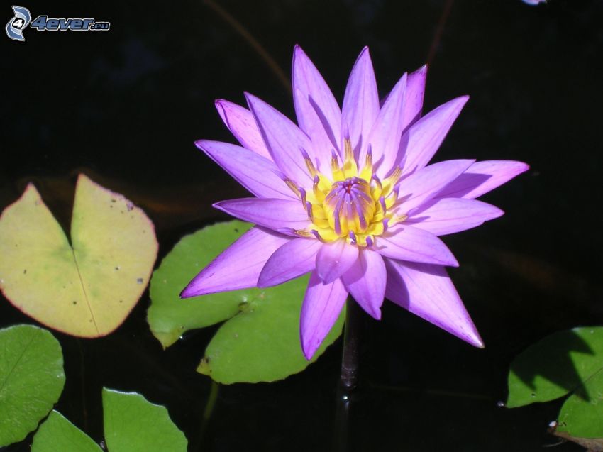 water lily, purple flower