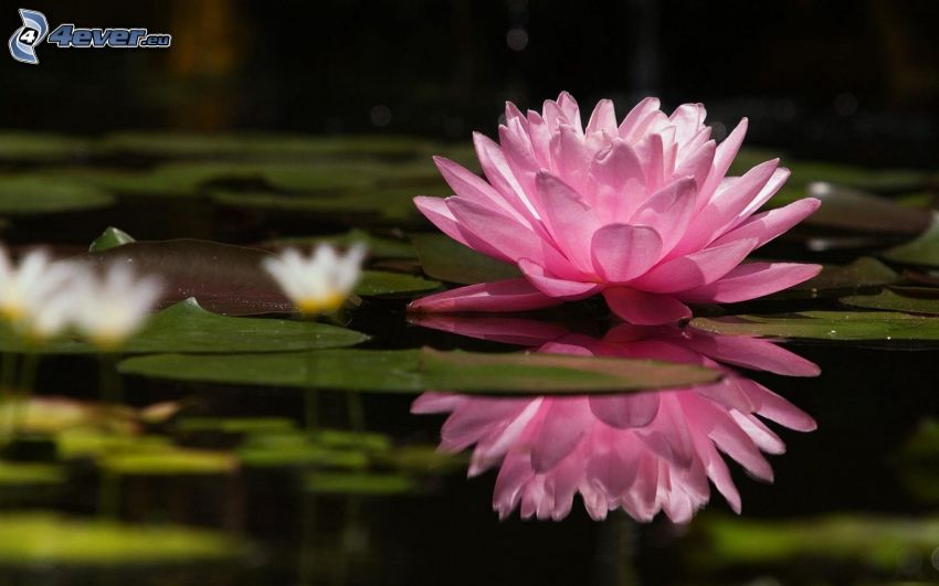 water lily, water