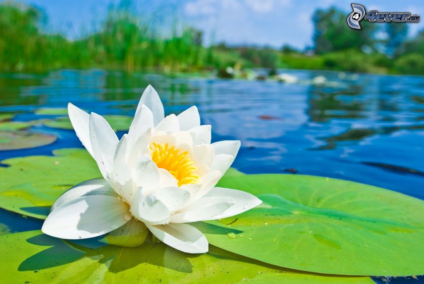 water lily, water