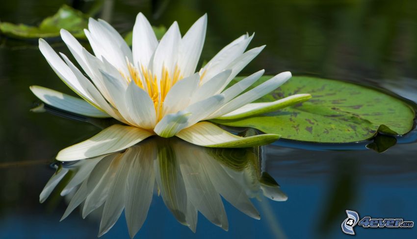 water lily, water surface