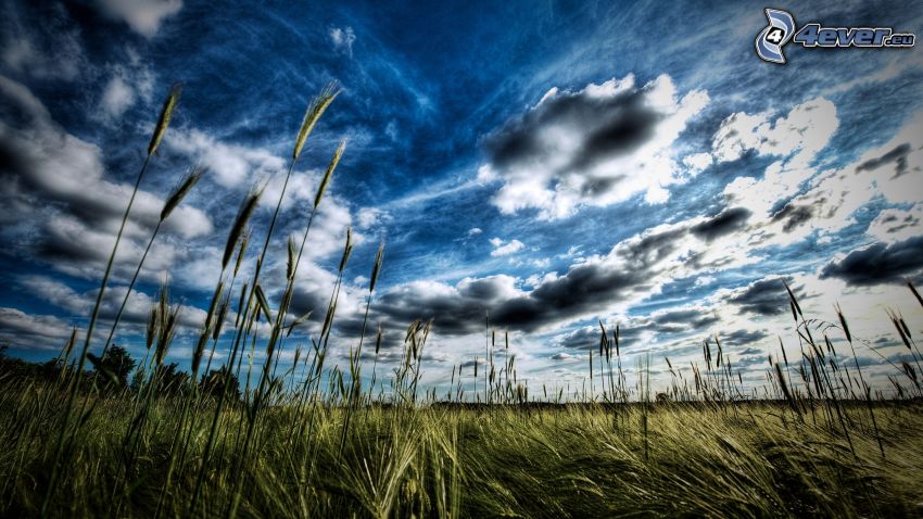 wheat, clouds, HDR