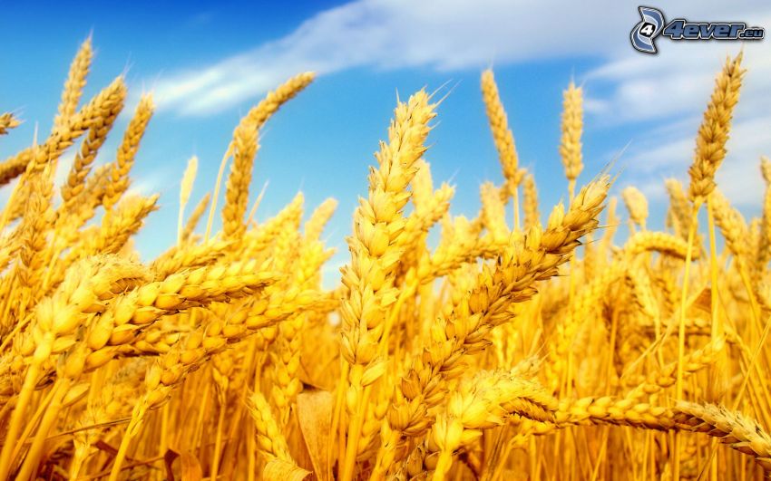 wheat, sky
