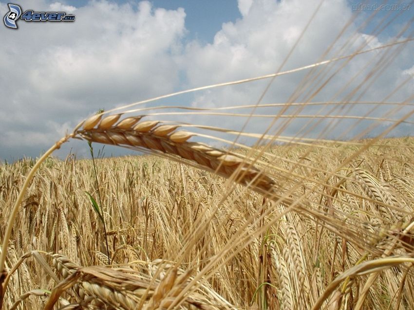 wheat field, grain field, sky