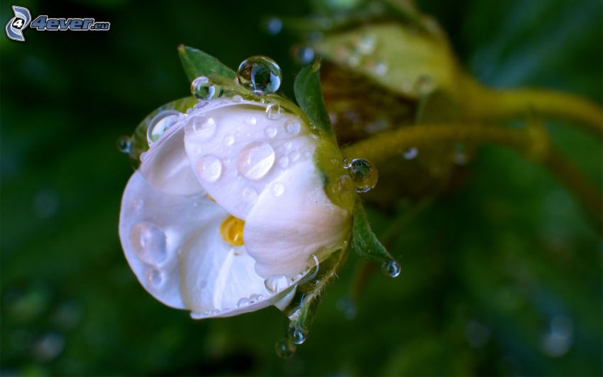 white flower, drops of water