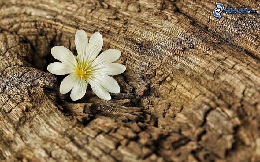 white flower, tree bark