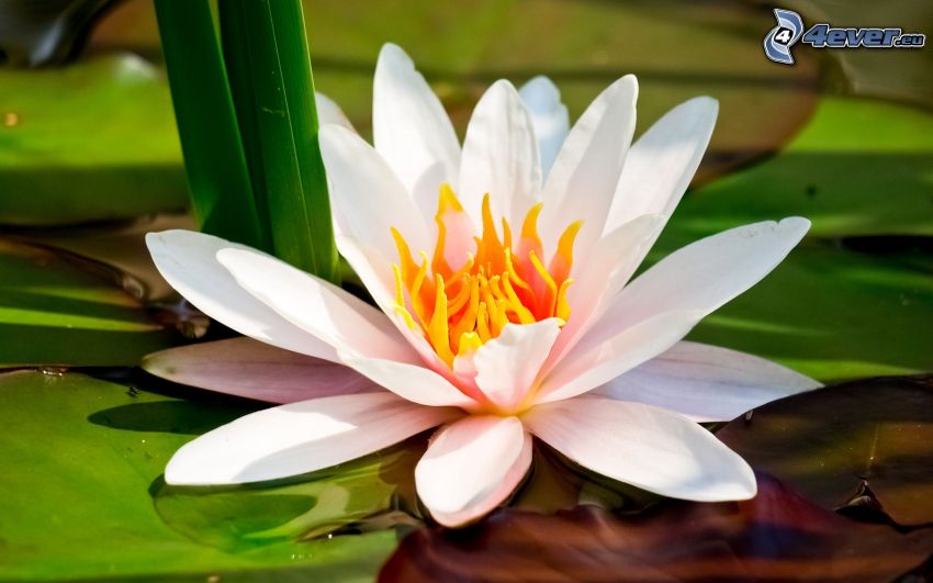 white flower, water lily