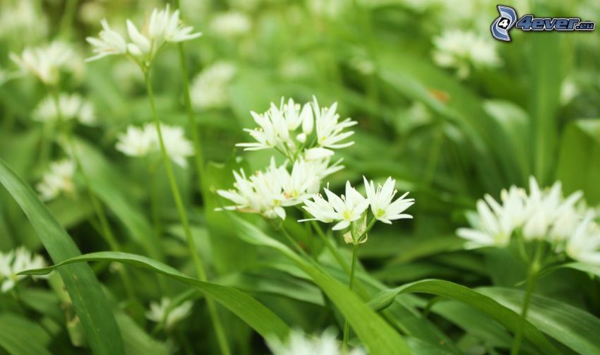 white flowers, blades of grass
