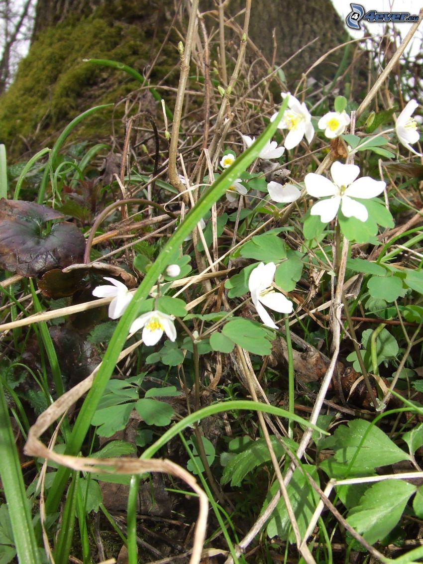 white flowers, branch, moss