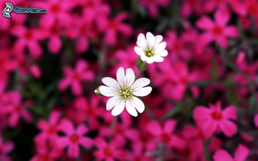 white flowers, pink flowers