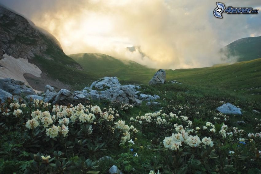 white flowers, rocks, clouds