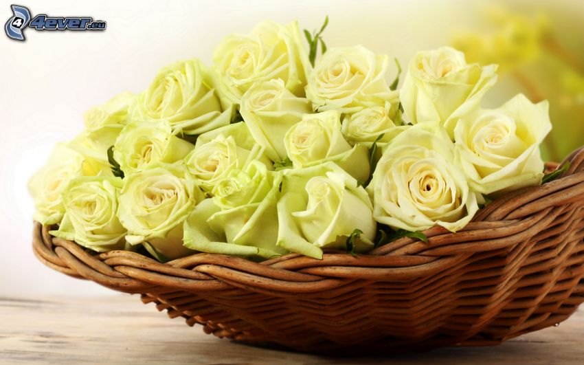 white roses, basket