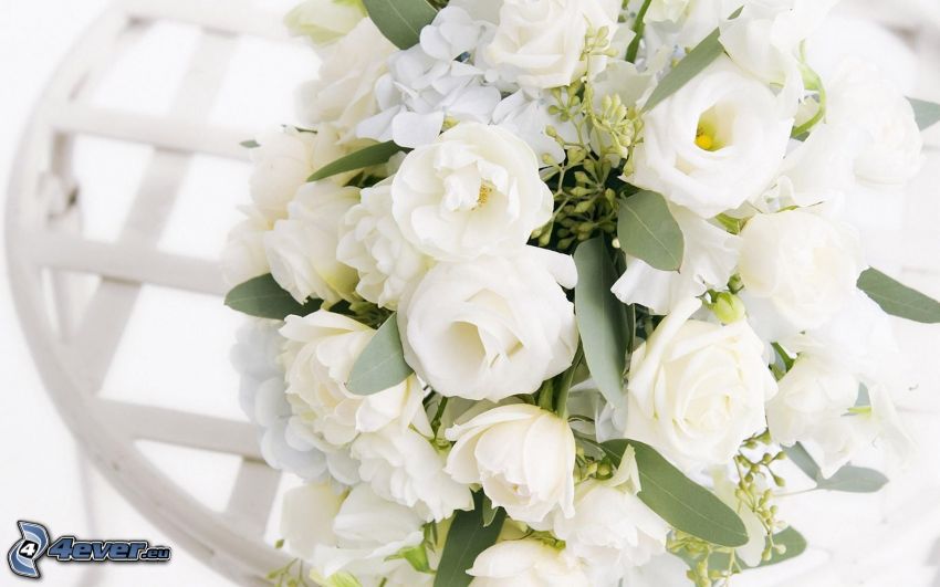 white roses, bouquet of roses