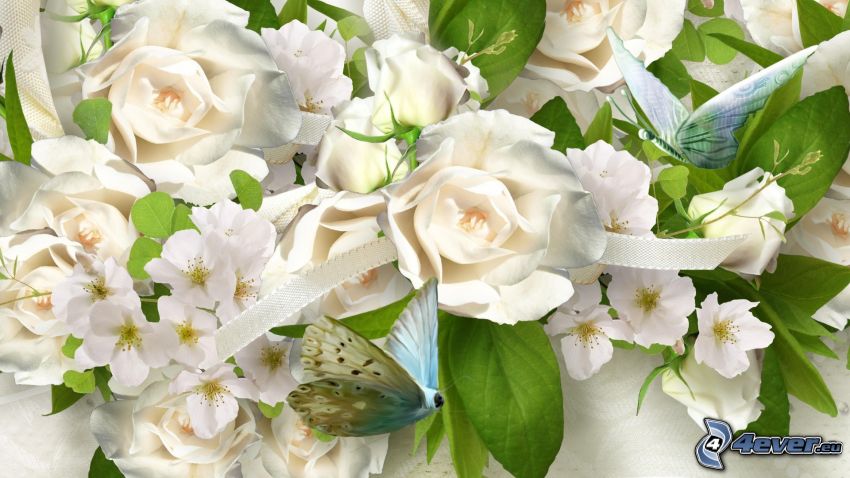 white roses, butterflies