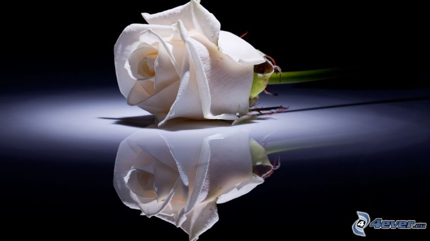 white roses, reflection
