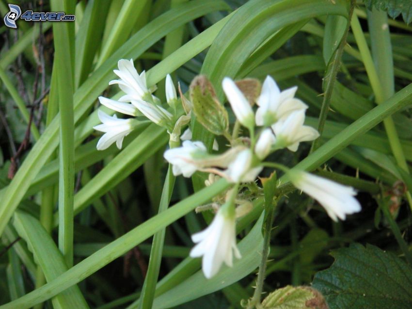 wild garlic, white flowers, blades of grass