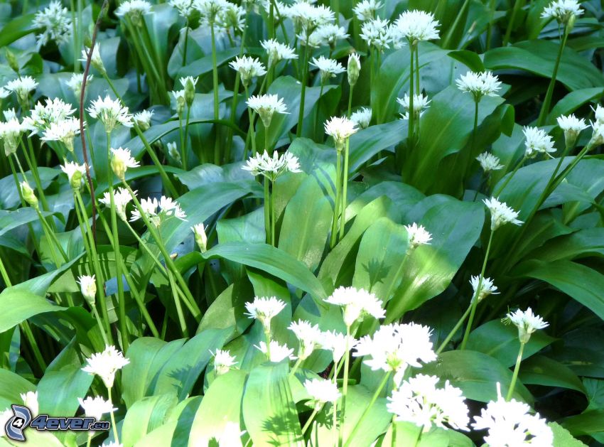 wild garlic, white flowers