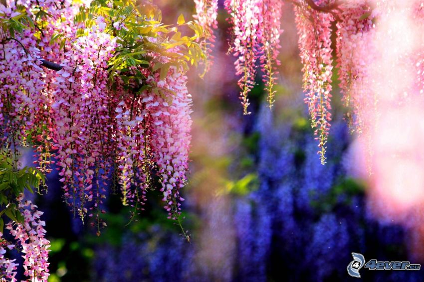 wisteria, pink flowers