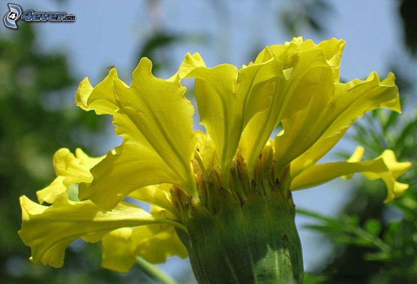 yellow flower