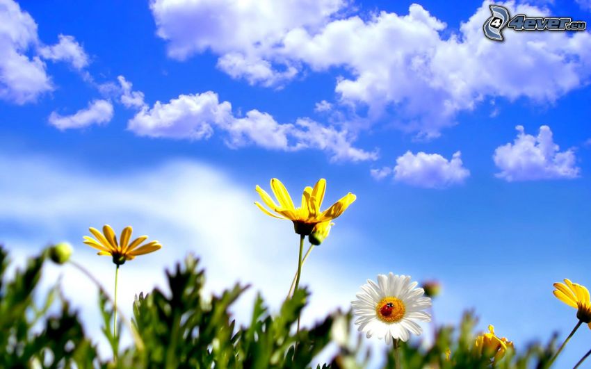 yellow flowers, clouds