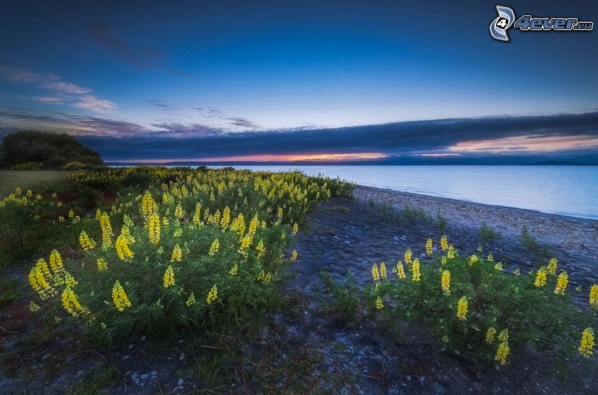 yellow flowers, lake, after sunset, evening