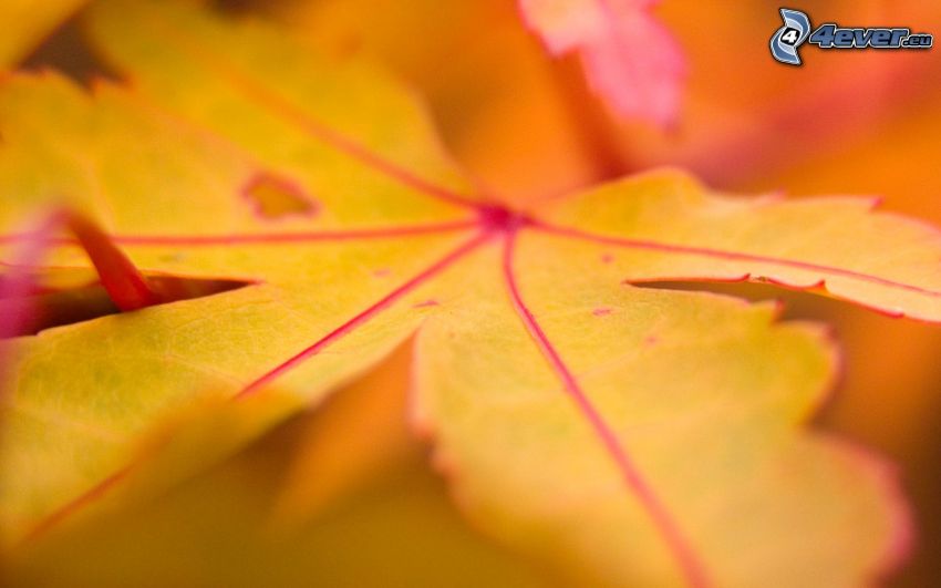 yellow leaf, autumn
