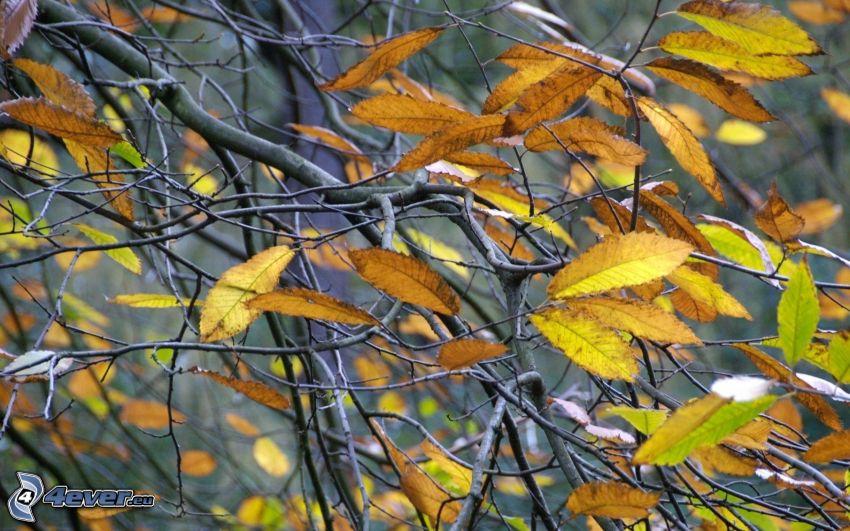 yellow leaves, branches