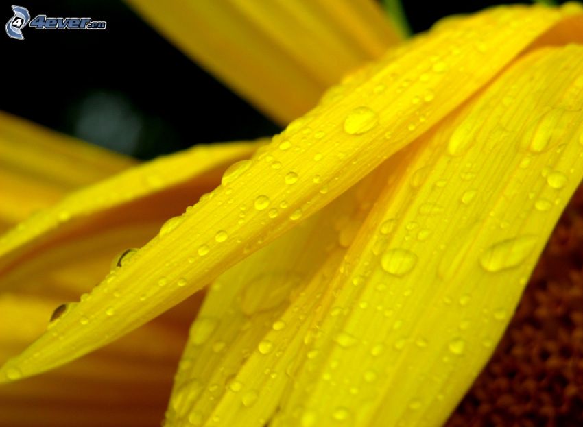yellow petals, drops of water, dew flower