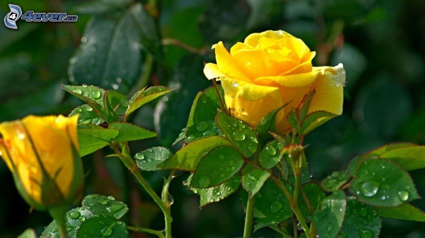 yellow roses, dew-covered leaves