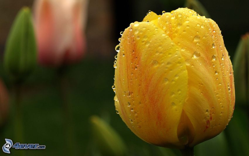yellow tulip, drops of water