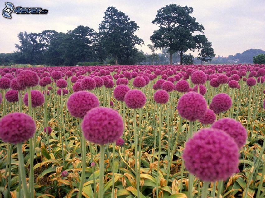 purple flowers, field