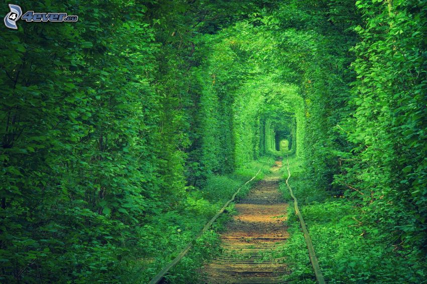 rails, green tunnel, green trees