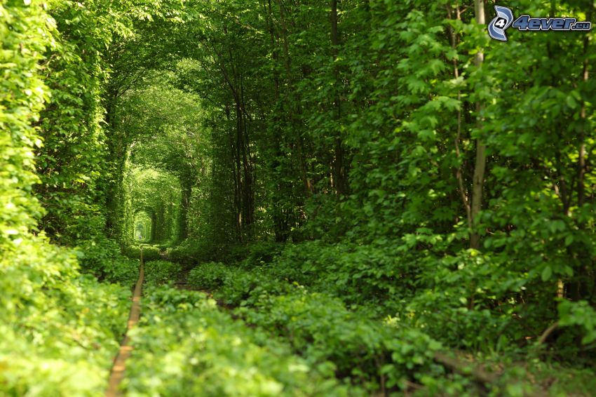 rails, sidewalk, green tunnel, green trees