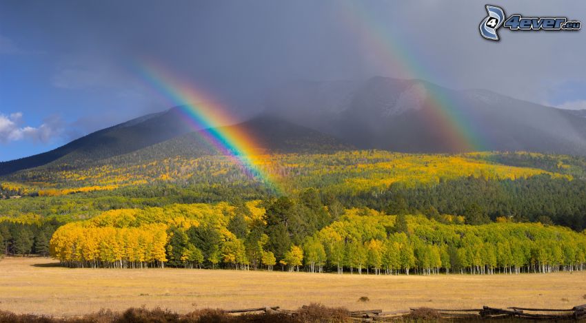 rainbow, colorful forest, hill