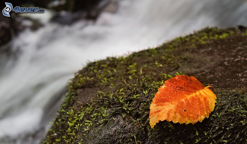 red autumn leaf, moss, waterfall