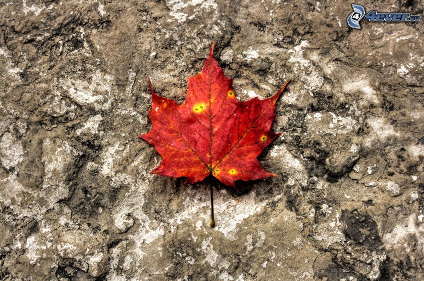 red autumn leaf, rock