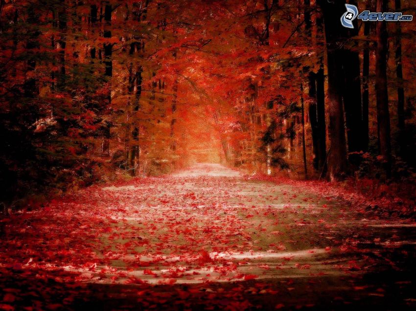 red autumn woods, road through forest