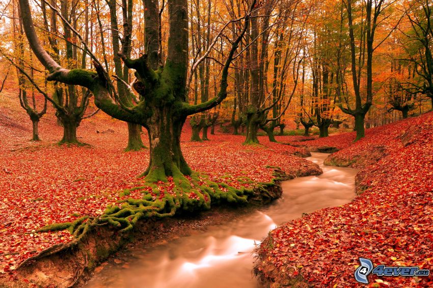 red autumn woods, trees, red leaves, stream