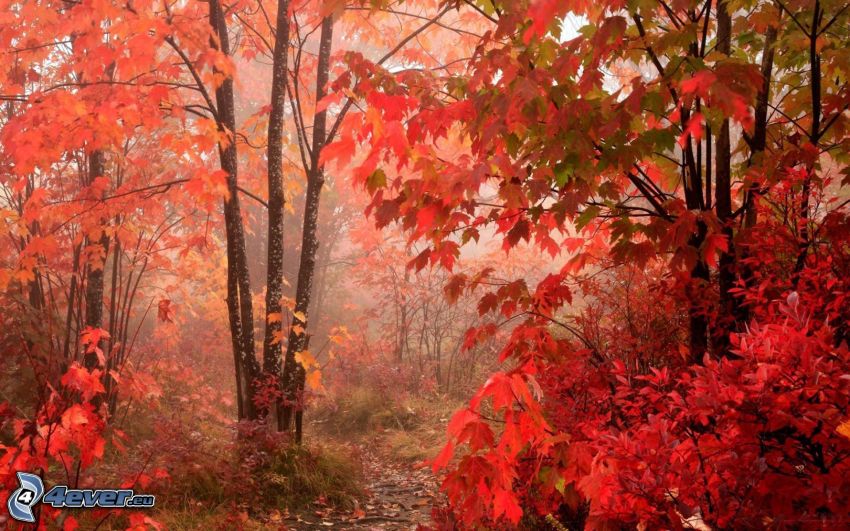red autumn woods