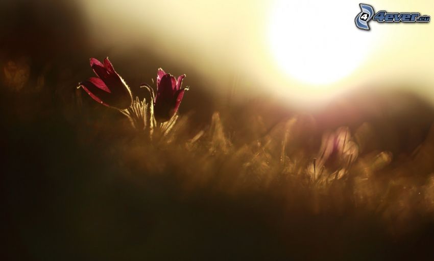 red flower, meadow, sun