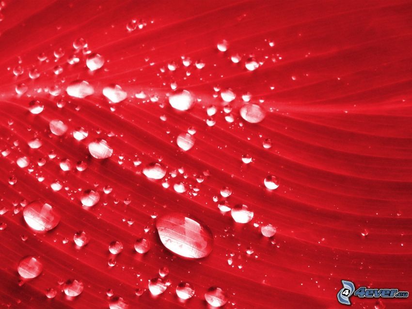 red leaf, drops of water
