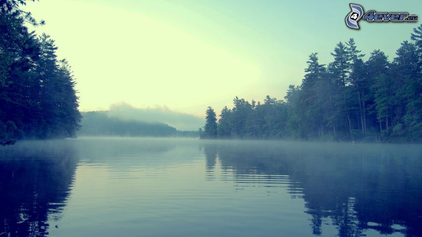 River, forest, fog