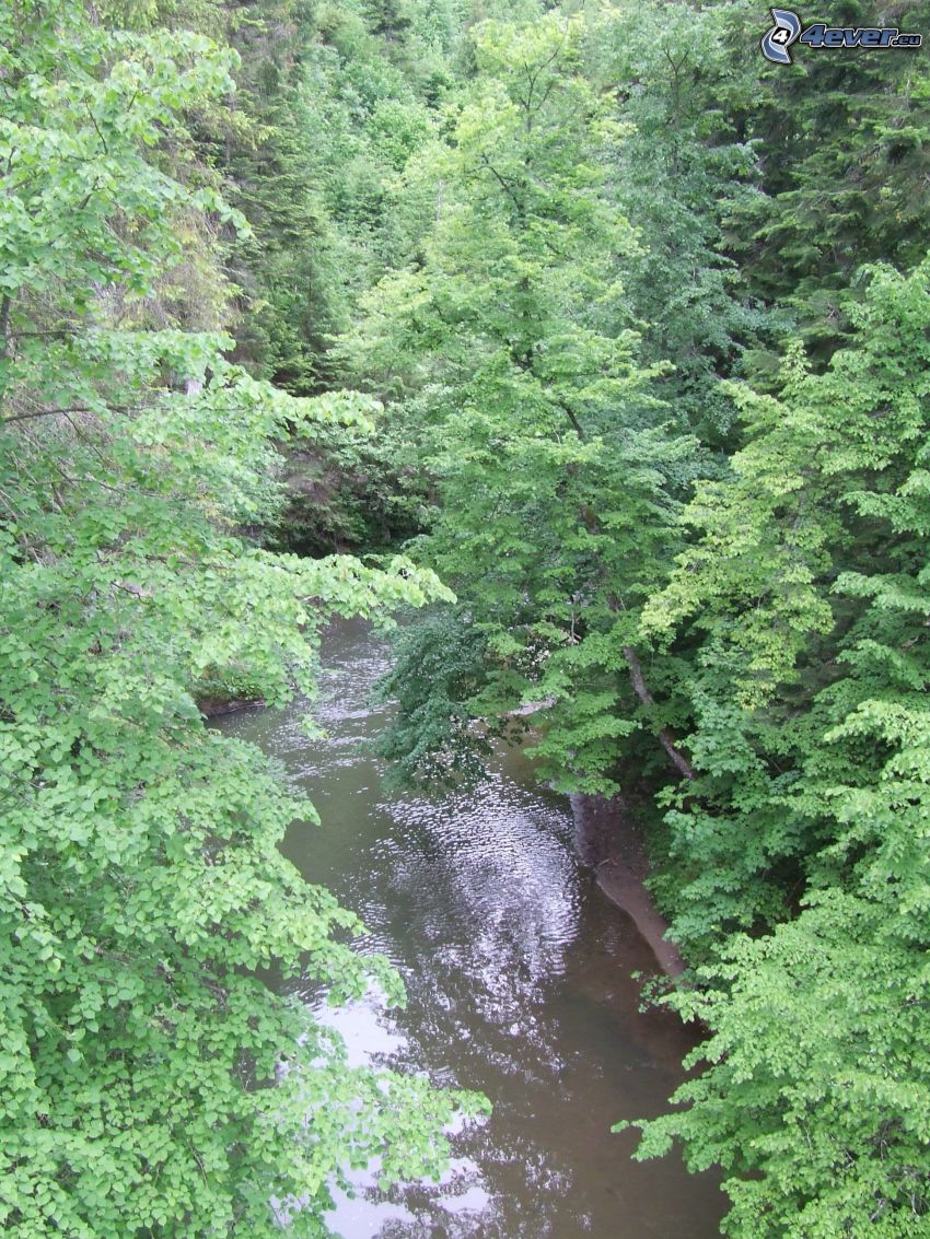 River, forest, greenery, trees