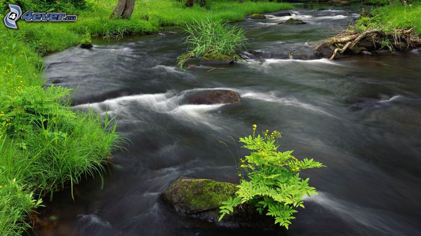 River, forest, greenery