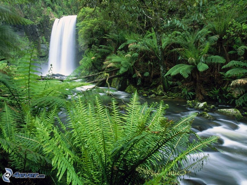 River, waterfall, greenery, ferns