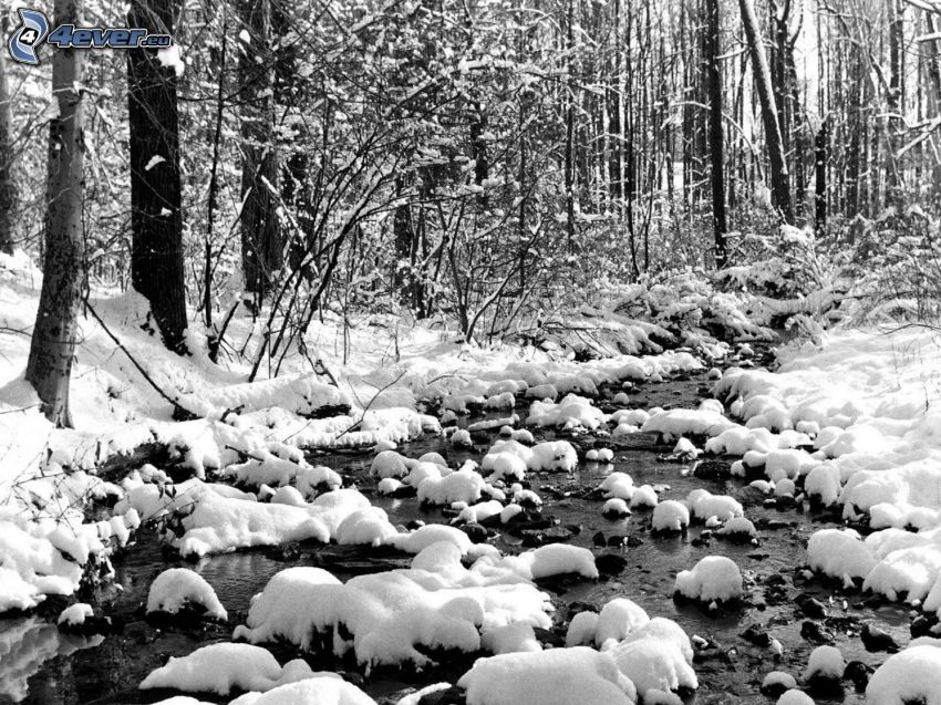 river in woods, snowy forest