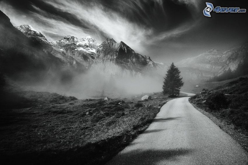 road, conifer, snowy mountains, rocky mountains, black and white
